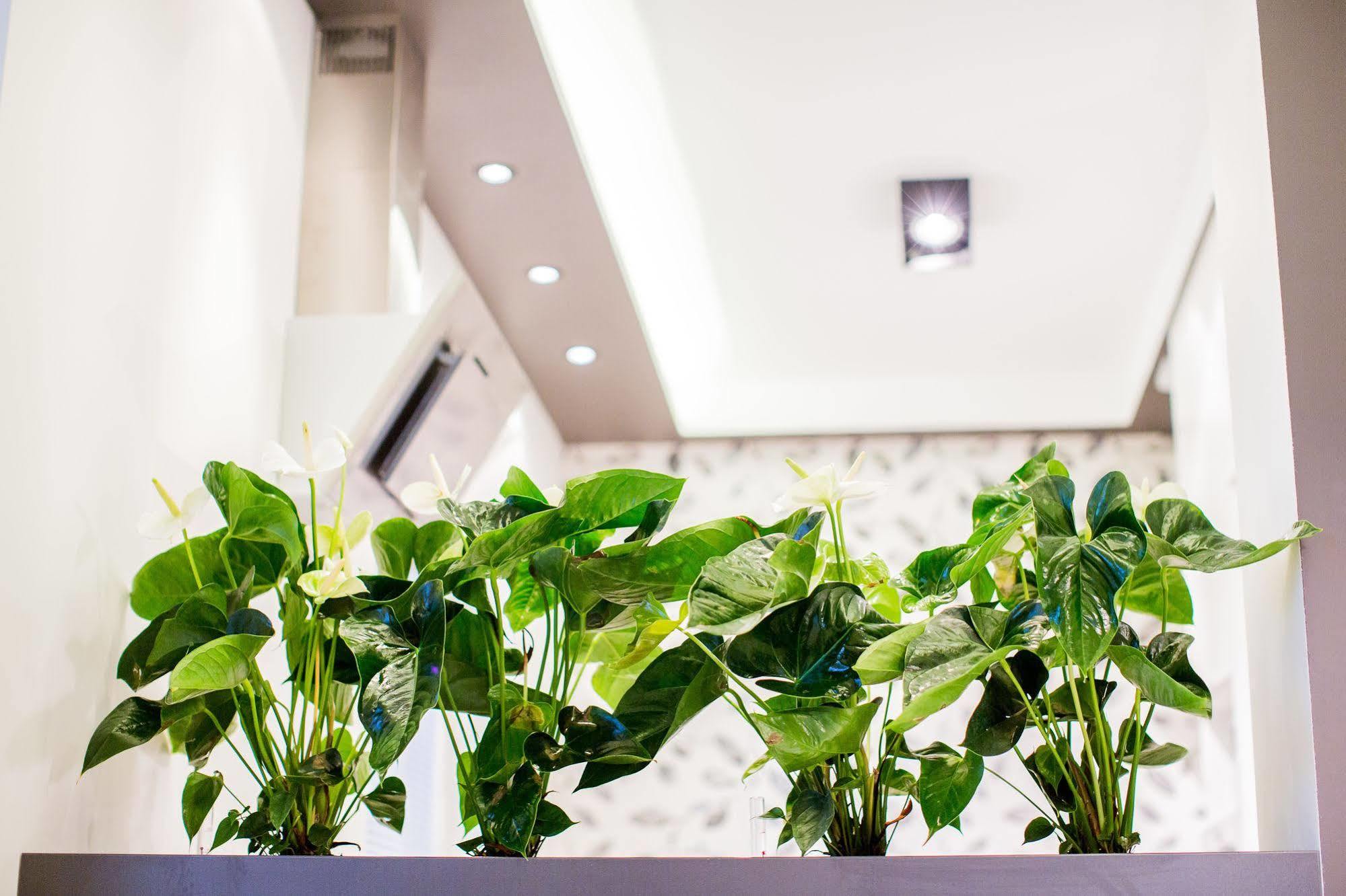 Mojito Apartments - Botanica Vratislav Exteriér fotografie